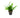 Java Fern (Microsorum pteropus) – Mother Pot