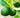 Key Lime Bush