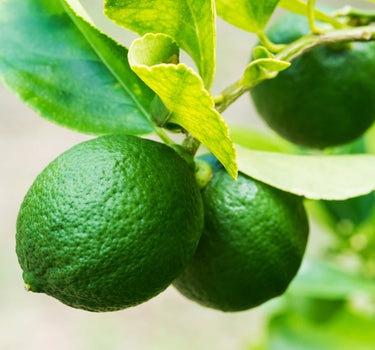 Key Lime Bush
