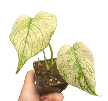 Monstera Deliciosa 'White Monster'