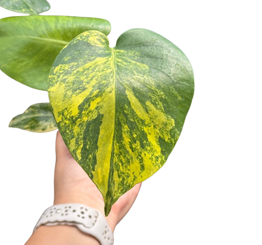 Monstera Deliciosa 'Yellow Marilyn'
