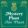Mystery Air Plant - House Plant Shop