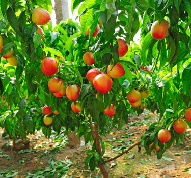 4-in-1 Peach Tree