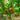 4-in-1 Peach Tree