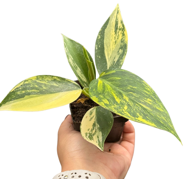 Philodendron 'White Wizard' Tricolor
