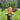 Plant Food - Arber