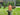 Plant Food - Arber