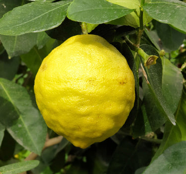 Ponderosa Lemon Tree