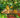 Ponderosa Lemon Tree