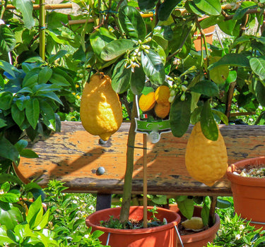 Ponderosa Lemon Tree