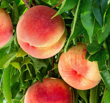 4-in-1 Peach Tree