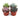 2" Succulent Variety Packs