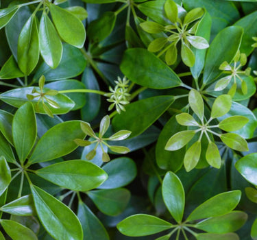Schefflera