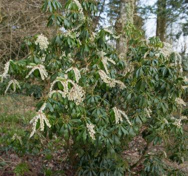 Scarlet O'Hara Pieris