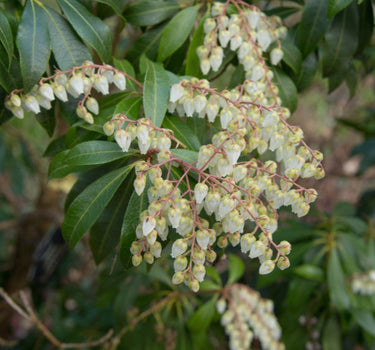 Scarlet O'Hara Pieris