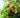 Owari Satsuma Tree