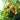 Owari Satsuma Tree