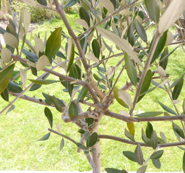 Frantoio Olive Tree
