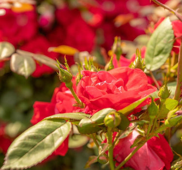 Winner's Circle Climbing Rose