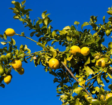 Eureka Lemon Tree