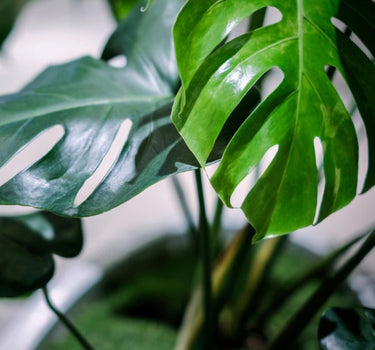 Monstera Deliciosa