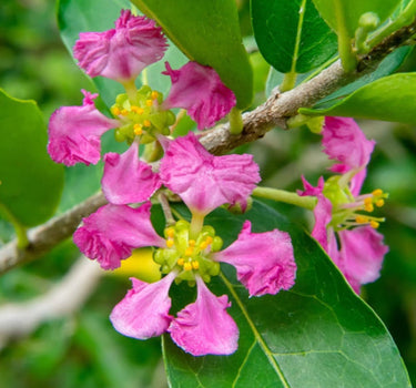 Barbados Cherry Tree