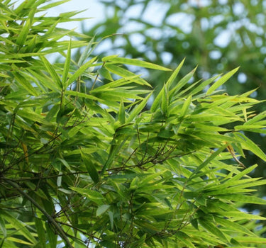 Golden Goddess Bamboo