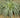 Carex Feather Falls Grass