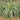 Carex Feather Falls Grass