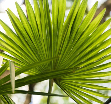 Chinese Fan Palm