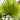 Chinese Fan Palm