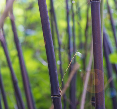 Black Bamboo