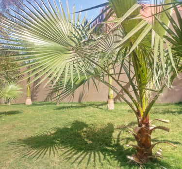 Dwarf Palmetto