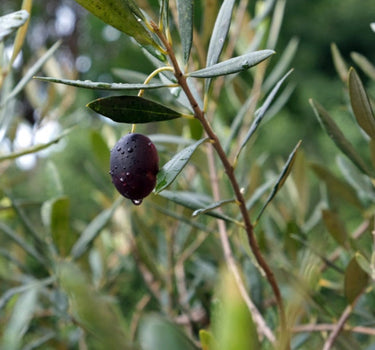 Mission Olive Tree
