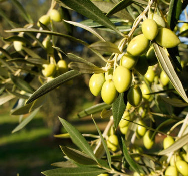 Koroneiki Olive Tree