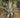 Agave Americana 'Mediopicta Alba'
