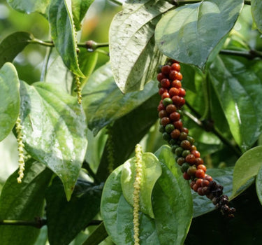 Black Pepper Plant