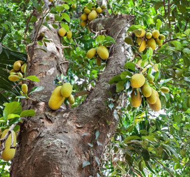 Jackfruit Tree
