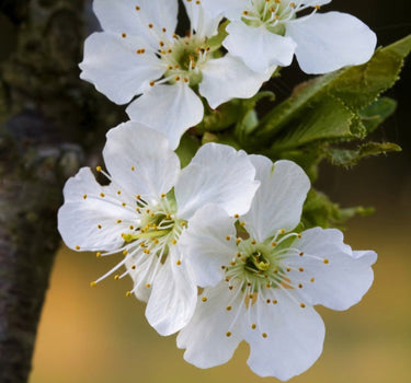 Bing Cherry Tree
