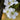 Bing Cherry Tree