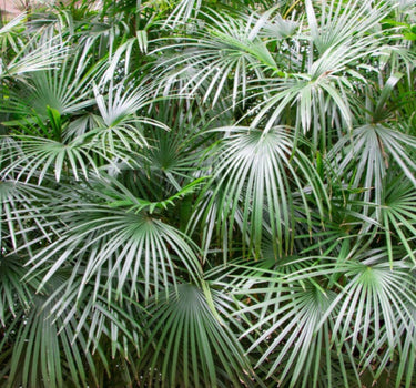 Needle Palm Tree