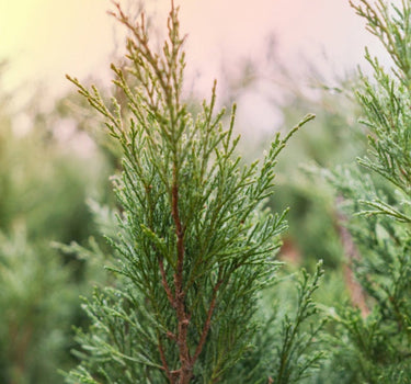 Brodie Eastern Red Cedar