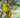Jackfruit Tree