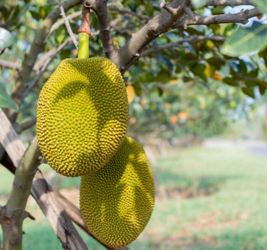 Jackfruit Tree