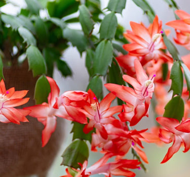 Holiday Cactus