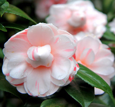 LA Peppermint Camellia