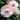LA Peppermint Camellia