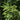Norway Spruce