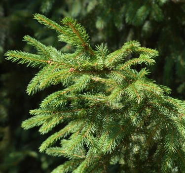 Norway Spruce