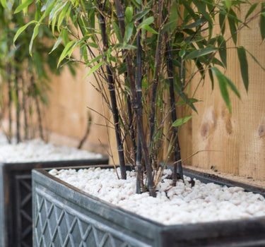 Black Bamboo